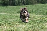 CHIEN FINNOIS DE LAPONIE 155